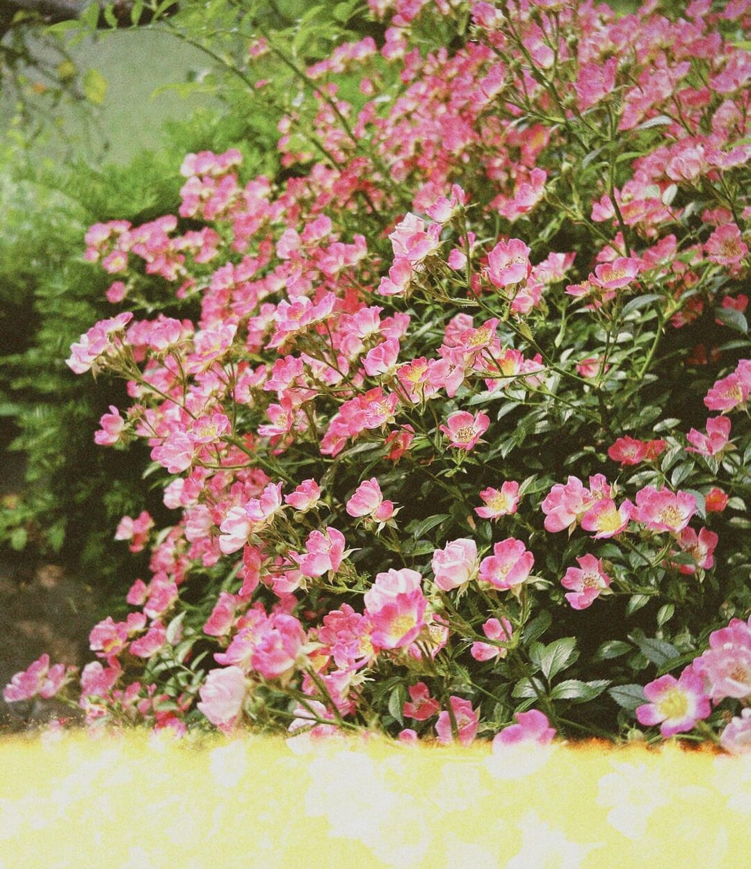 230607 Weverse: Ni-ki