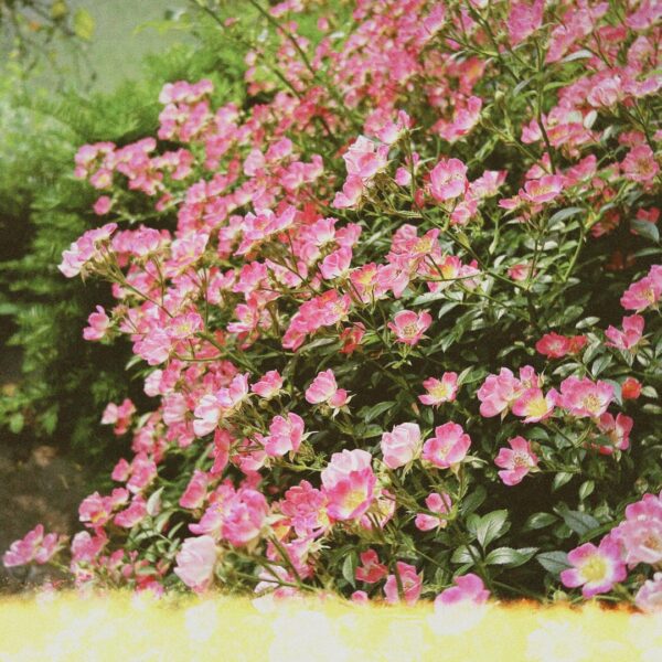 230607 Weverse: Ni-ki