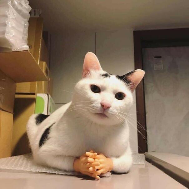 How do you tell the members apart?