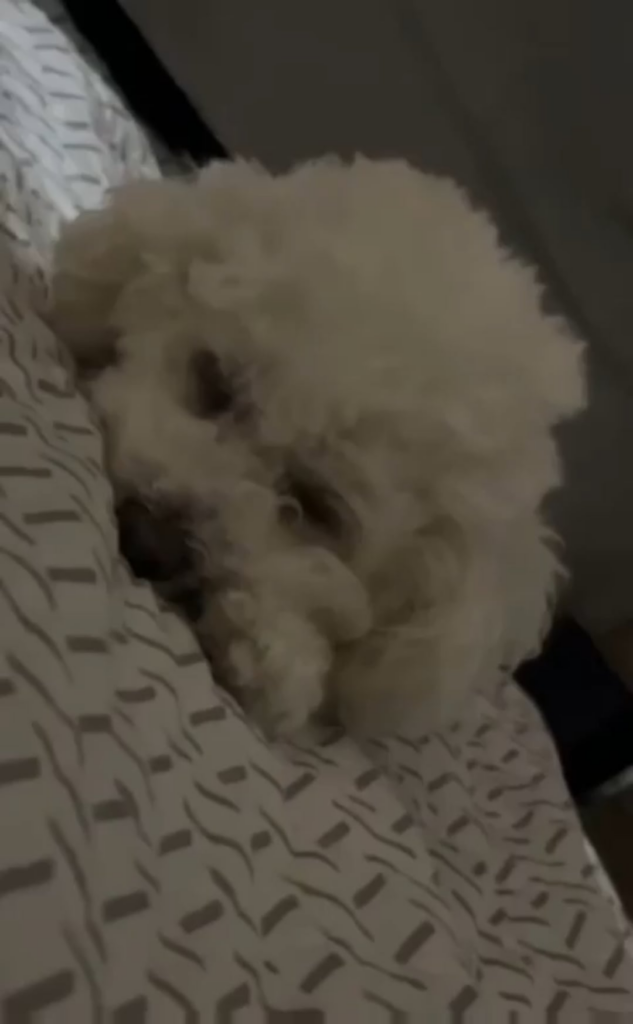 240323 Weverse: Sunghoon