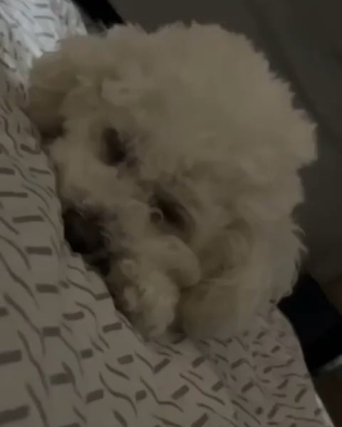250323 Weverse: Sunghoon
