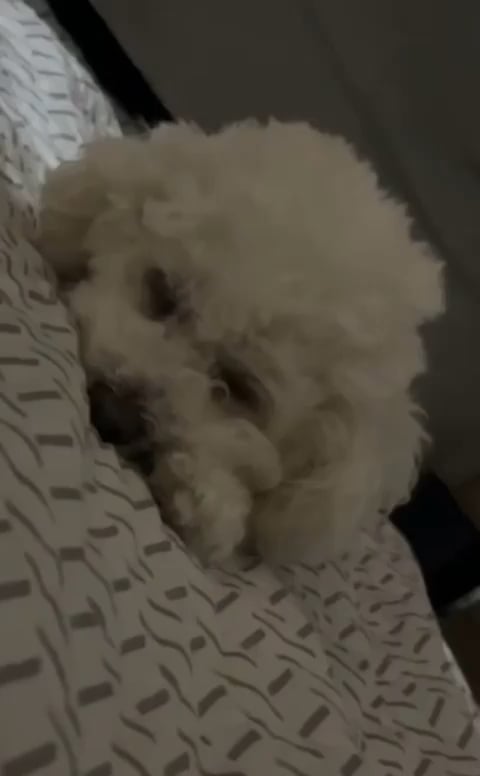 250323 Weverse: Sunghoon