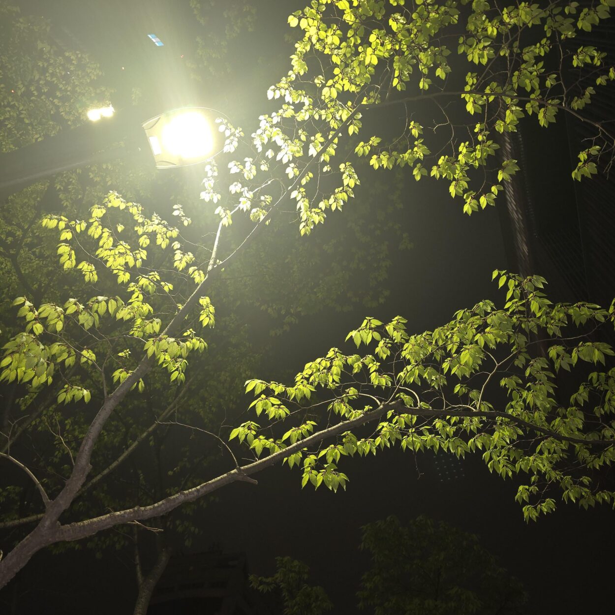 240416 Weverse: Sunoo