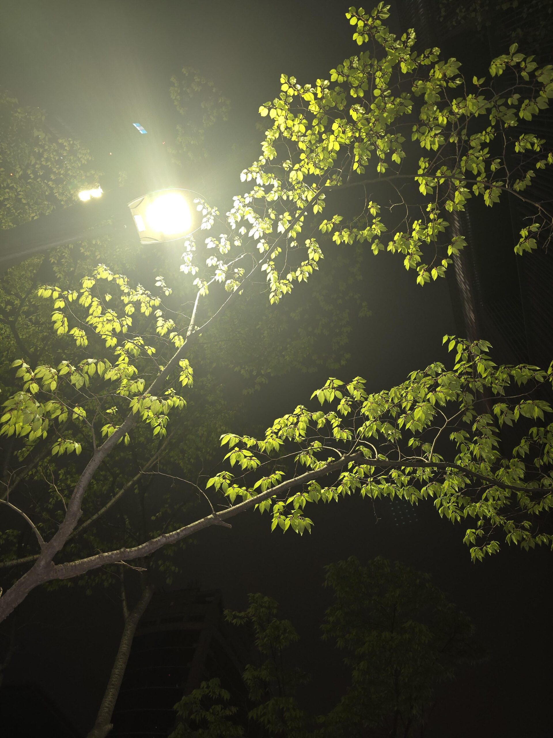 240416 Weverse: Sunoo