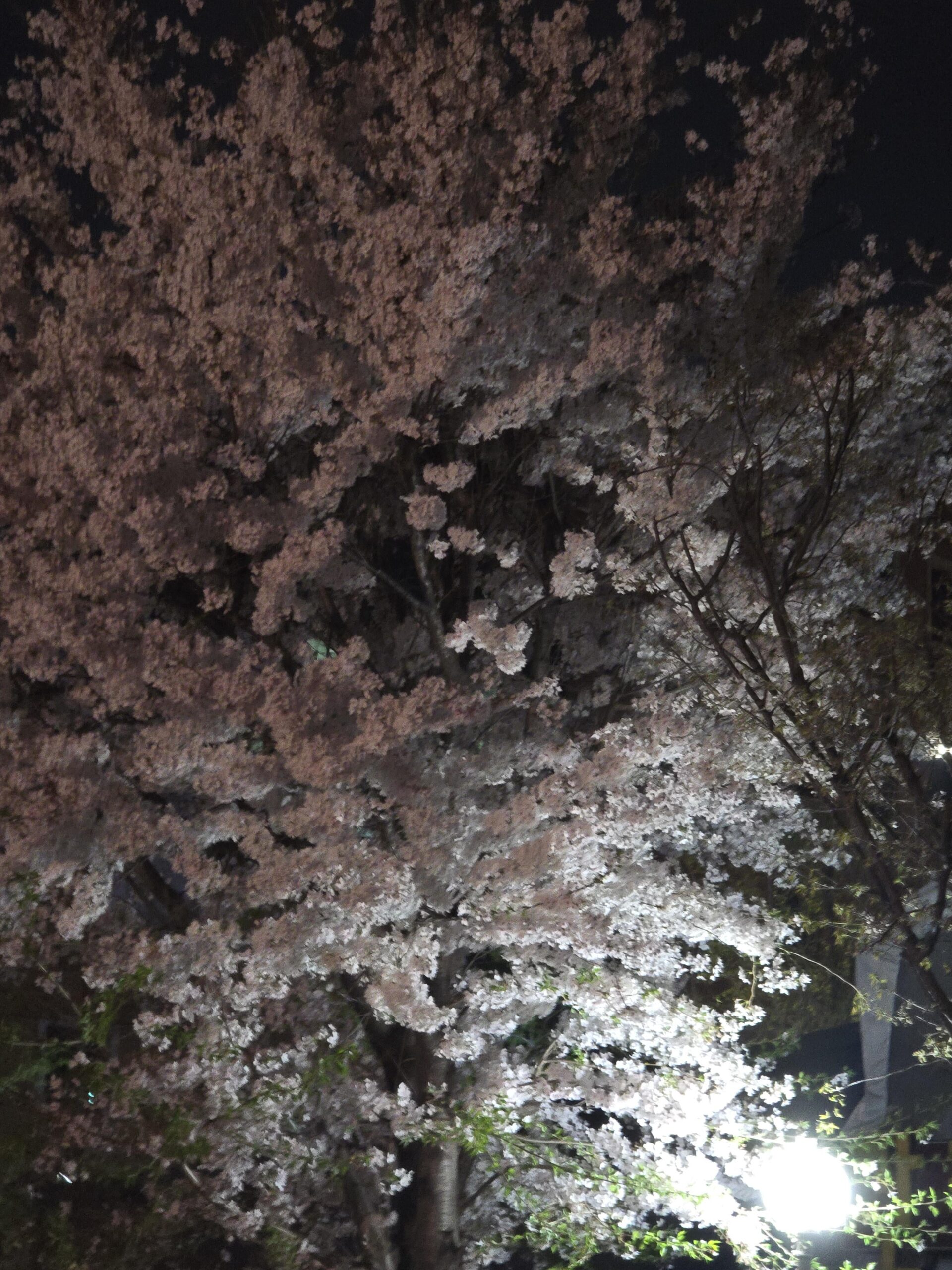 240409 Weverse: Sunoo