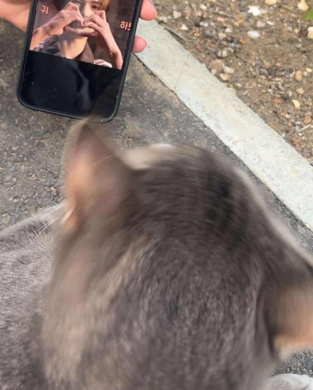 dominating the cat world