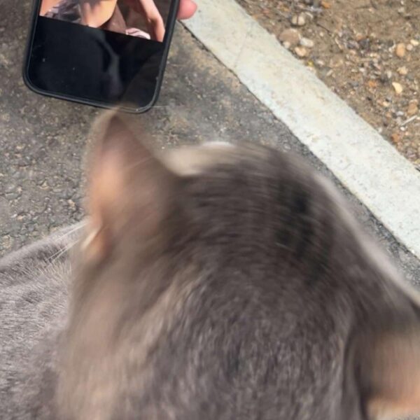 dominating the cat world
