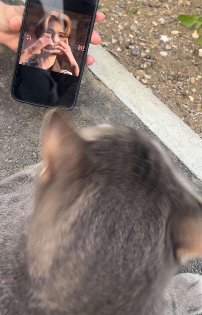 dominating the cat world