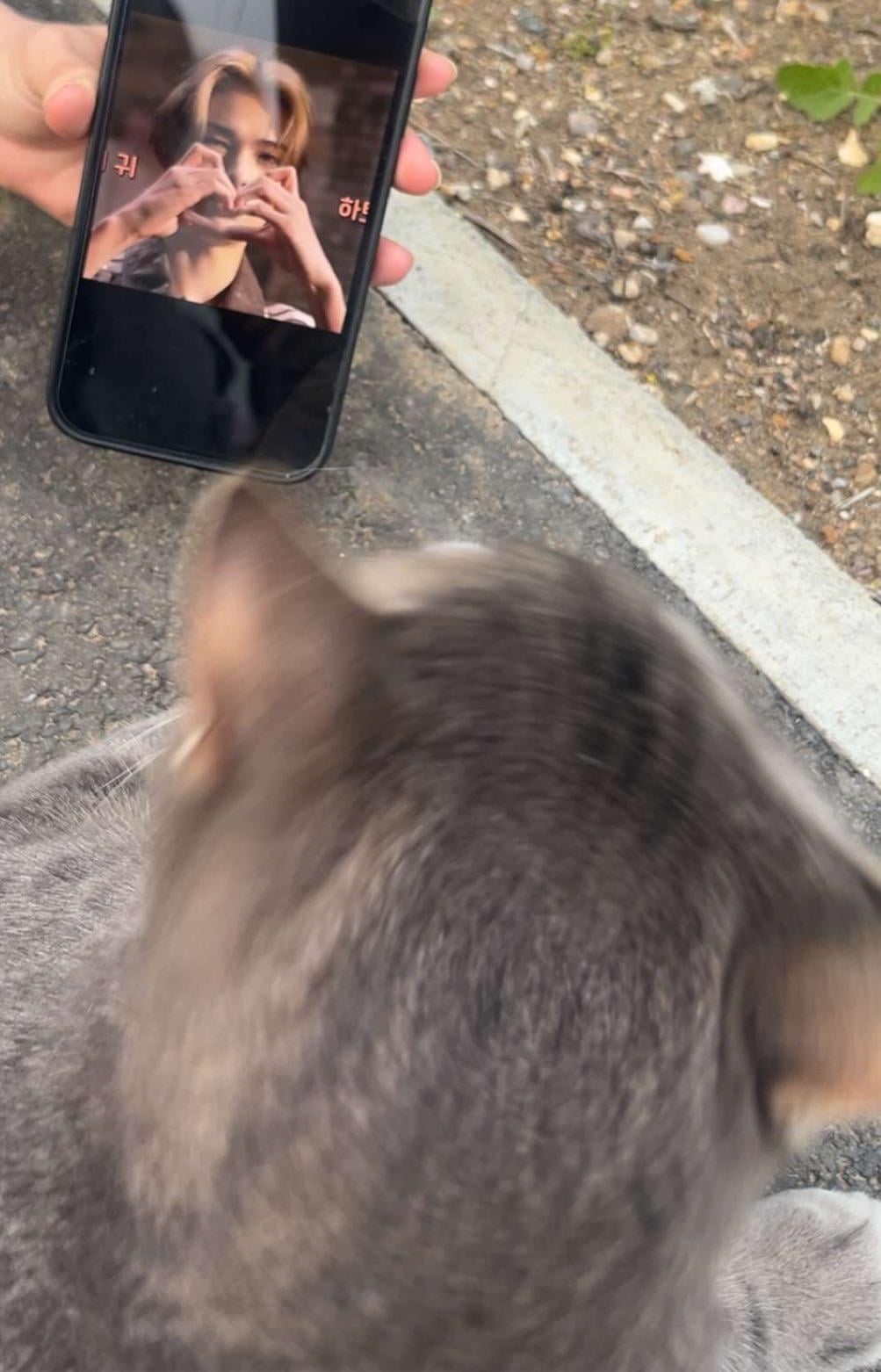 dominating the cat world