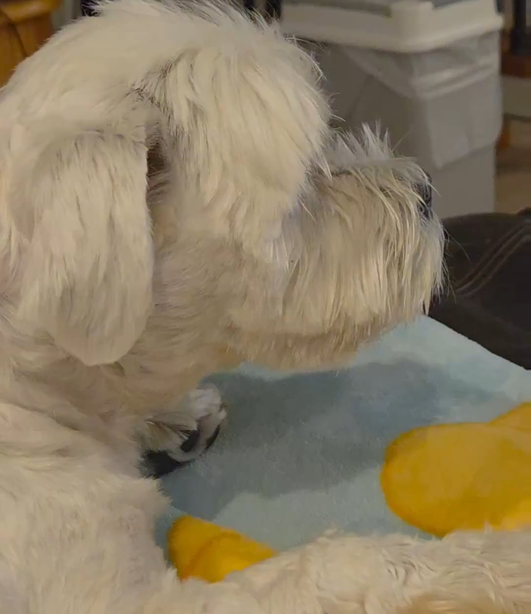 250506 Weverse: Jungwon