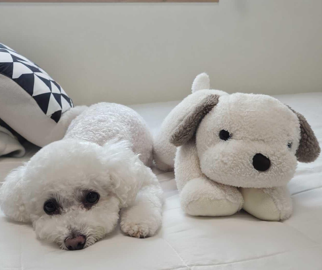 250708 Weverse: Sunghoon