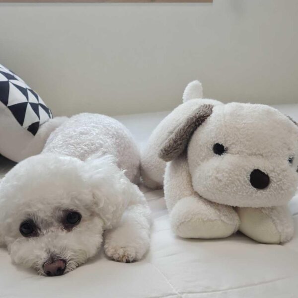250708 Weverse: Sunghoon