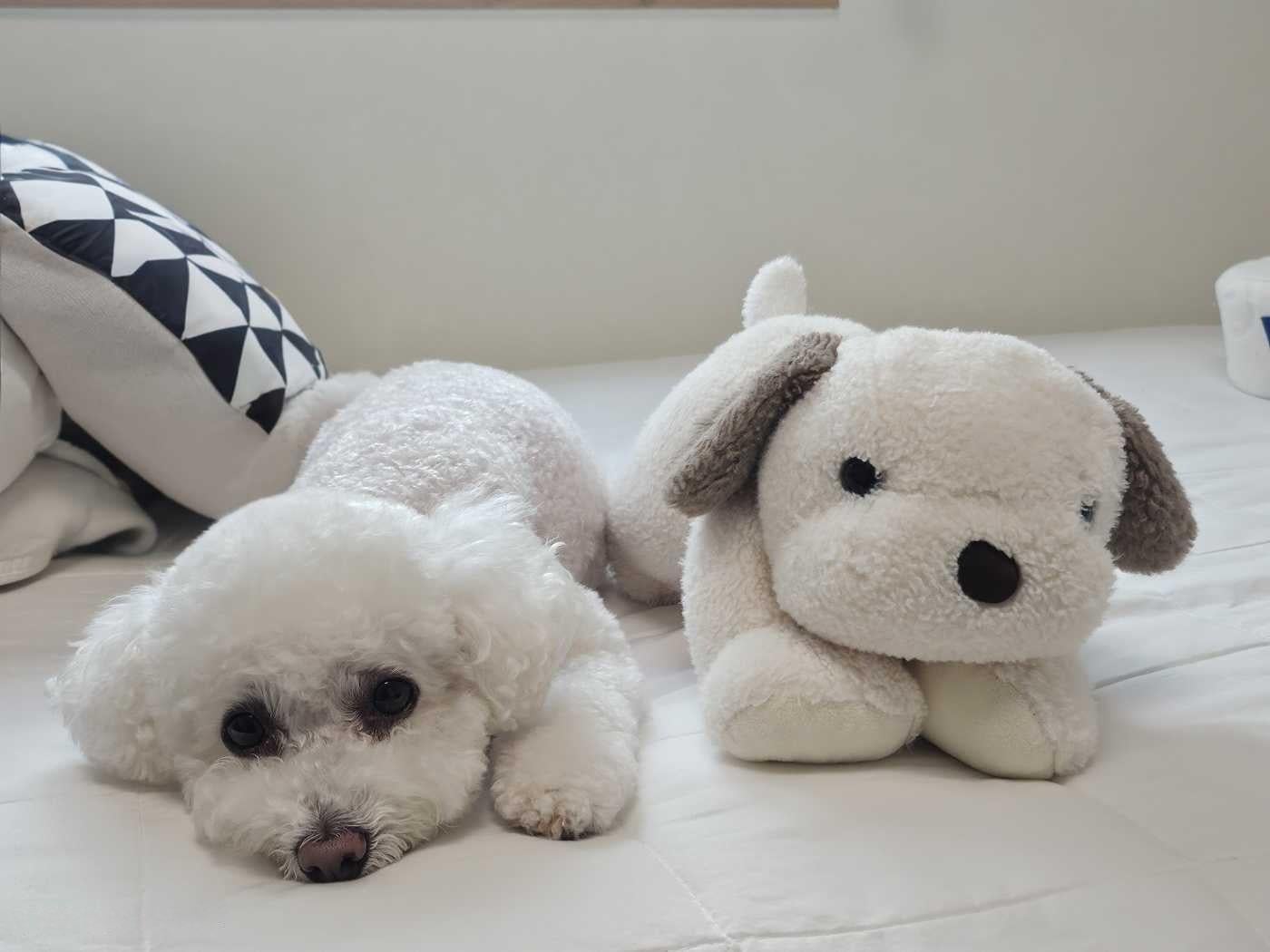 250708 Weverse: Sunghoon