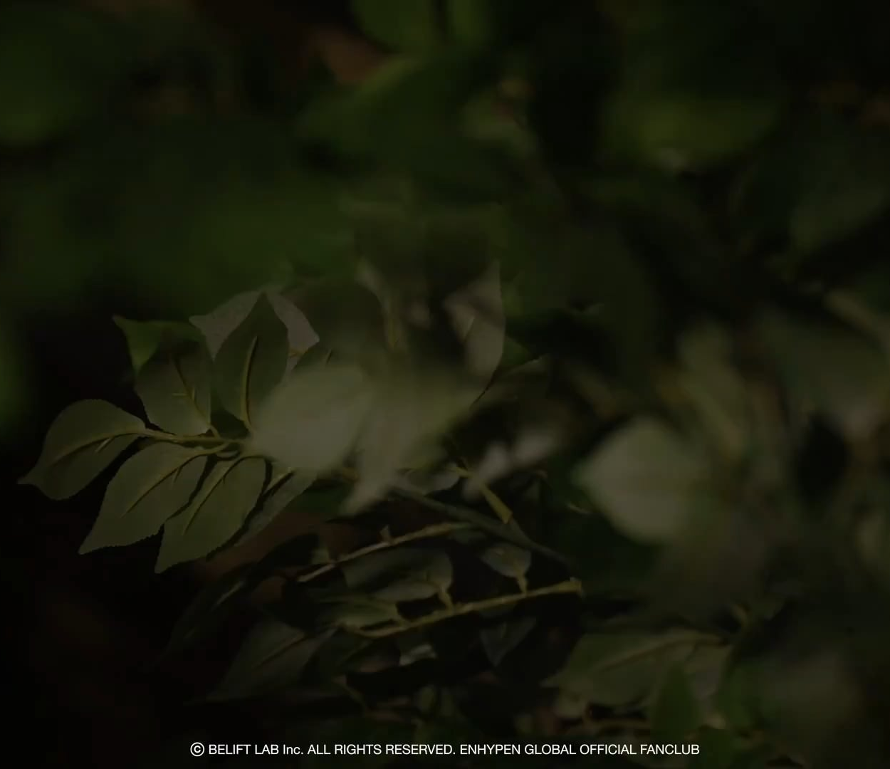 251013 [WEVERSE MEMBERSHIP] ENHYPEN 'EN-DLESS WORLD' TEASER [SPROUT]