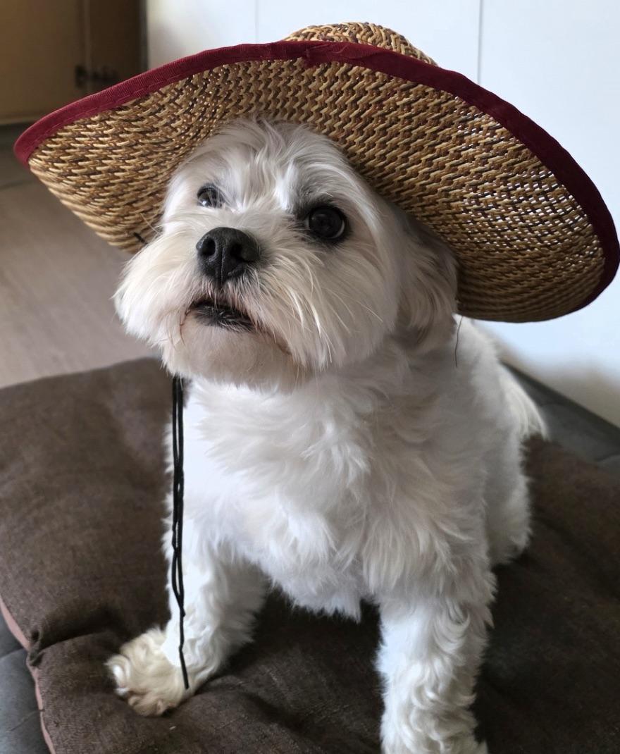 260425 Weverse: Jungwon